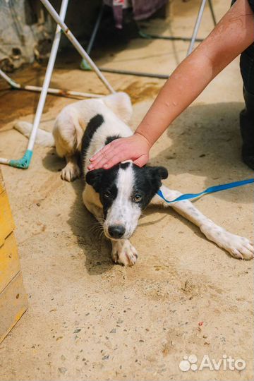 Щенок в добрые руки