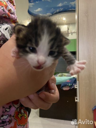 Кошка в дар бесплатно