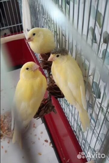 Кенара и канарейки