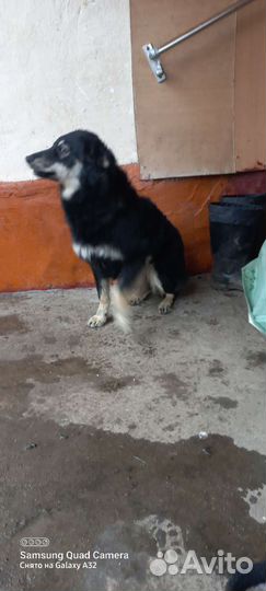 Собака и щенки