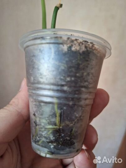 Сциндапсус сильвер хиро