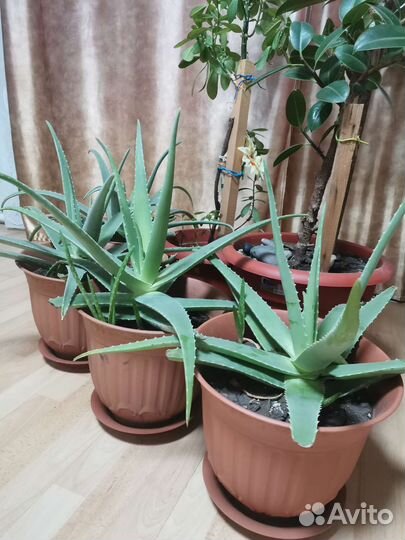 Цветы Алоэ вера