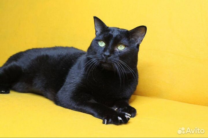 Африканский принц Чешир в поисках своего дворца