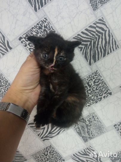Котята курильский бобтейл