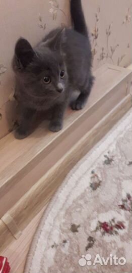 Котята в добрые руки бесплатно