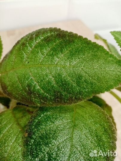 Эписция (растения взрослые, не детка)