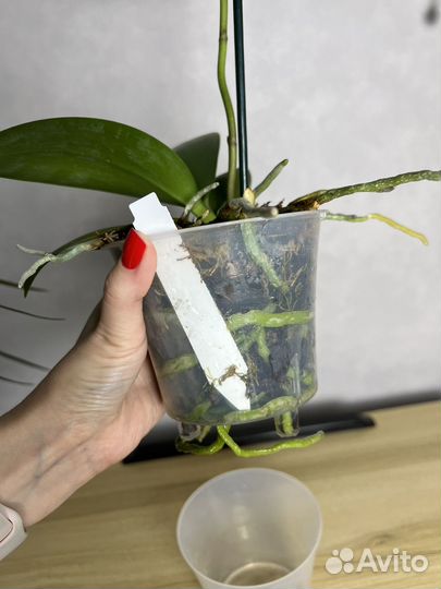 Орхидея фаленопсис легато Legato