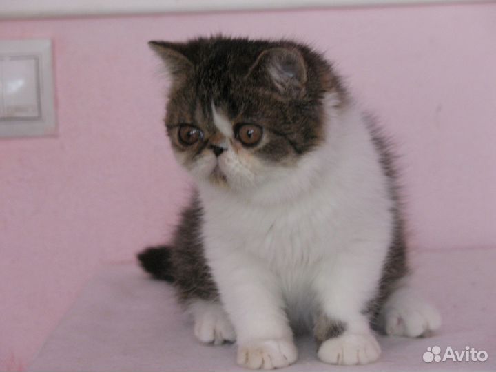Экзотический котик