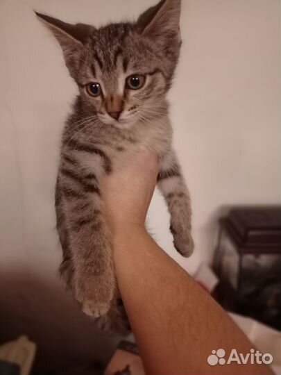 Кошечка 7месяцев
