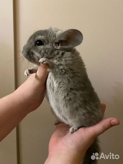 Шиншилла