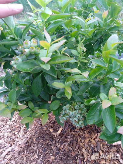 Голубика 12 сортов Дюк,ханна,патриот,спартан