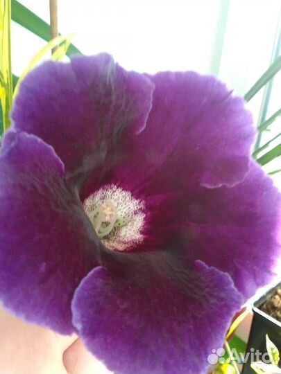 Детки глоксинии