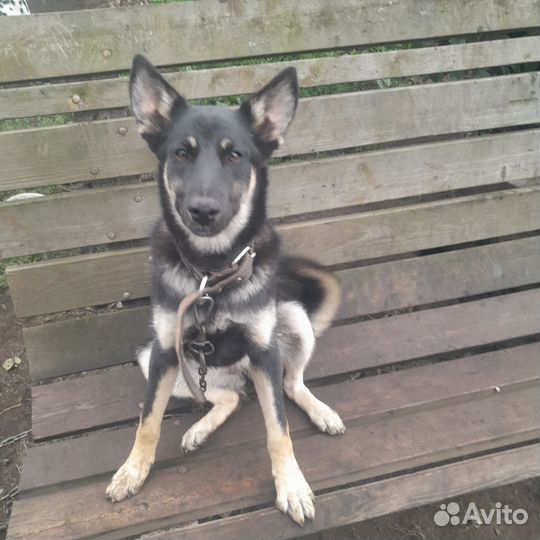 Немецкая овчарка