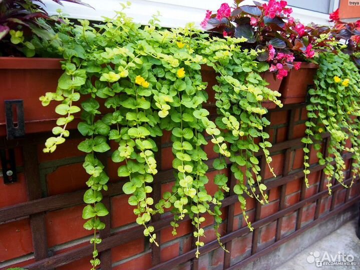 Вербейник монетчатый