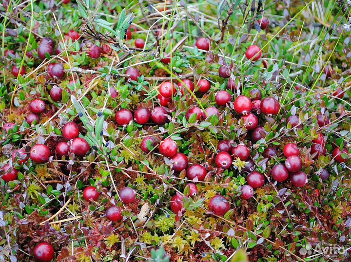 Клюква в наличии