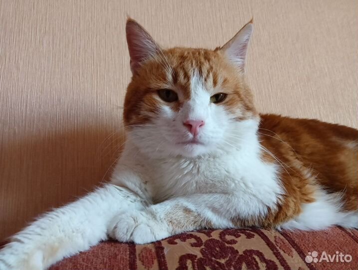 Рыжий кот
