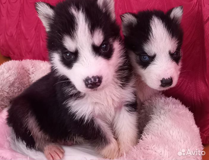Щенки сибирской хаски