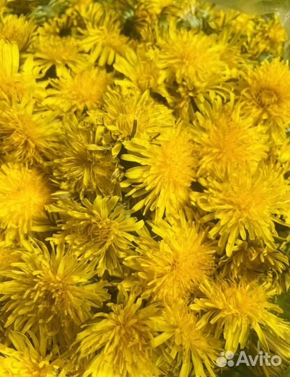 Свежая Крапива, Сныть, Чистотел, Одуванчик