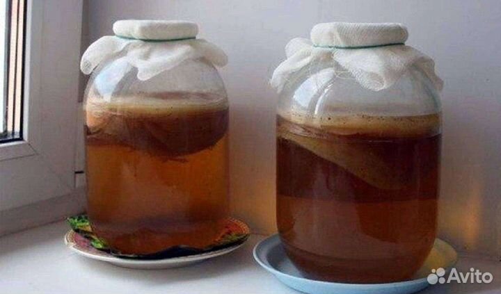 Чайный гриб комбуча
