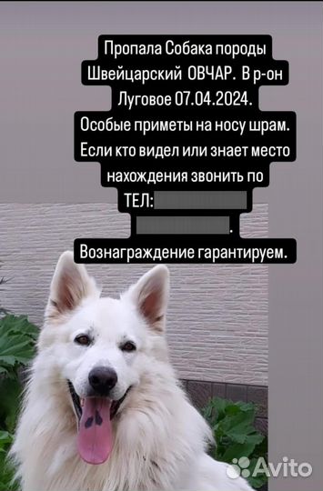 Собаки