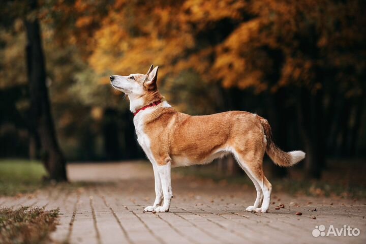 Собака в добрые руки