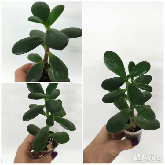 Кактус