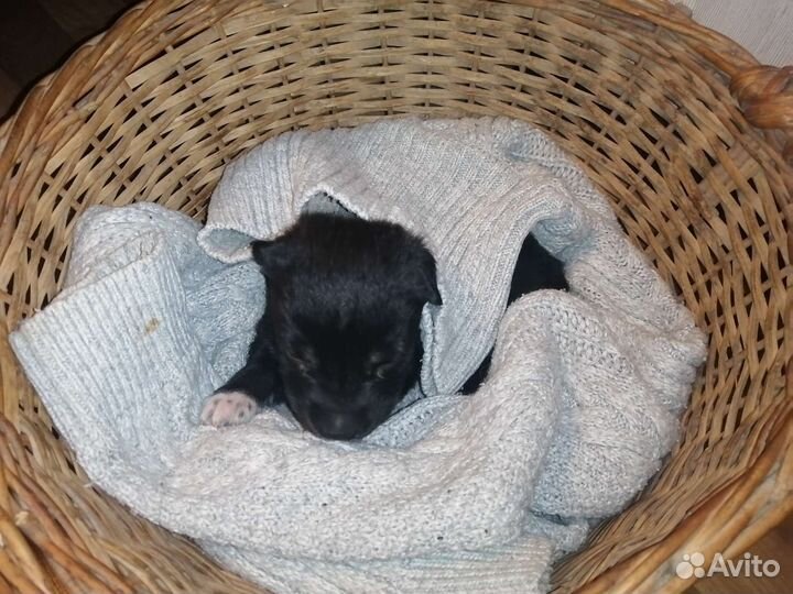 Щенок в добрые руки