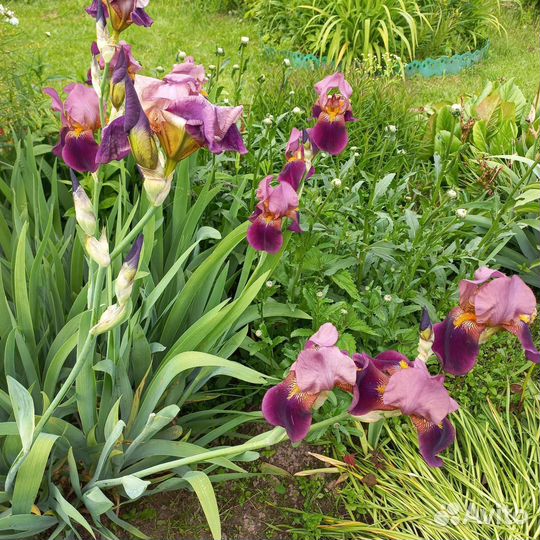 Ирисы бородатые сортовые