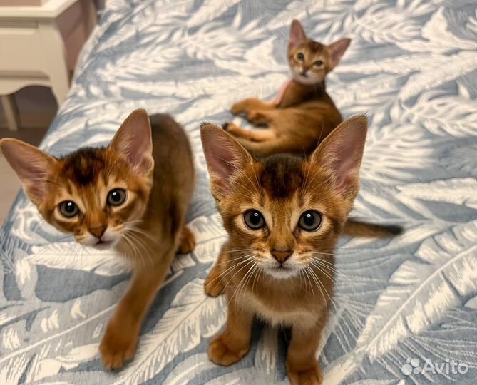 Абиссинские котята
