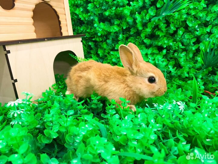 Мини Карликовый кролик - самый маленький