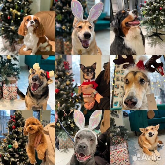 Груминг для собак и кошек