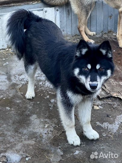 Собака в добрые руки отдам бесплатно