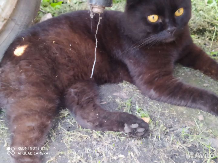 Шотландский вислоухий кот