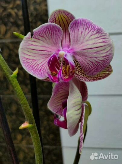 Орхидея фаленопсис