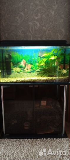 Аквариум с тумбой и рыбками