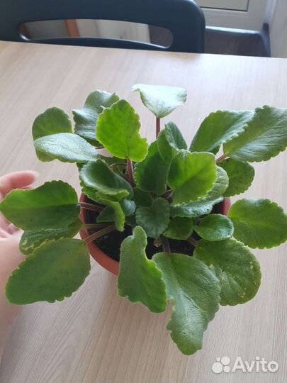 Фиалки в горшках