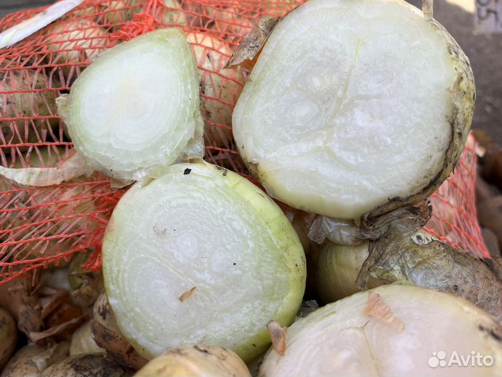 Лук мнoгозачатковый нa зелень