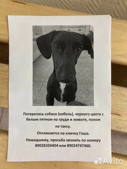 Потерялась собака