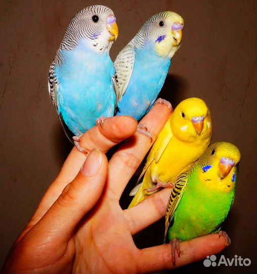 Птенцы волнистый попугай