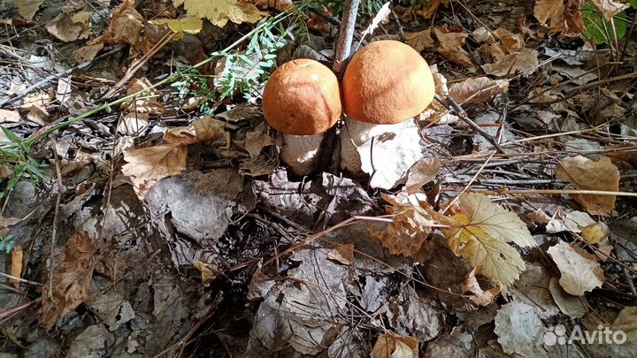 Маринованые опята, маслята, подосиновики