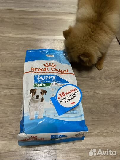 Корм для собак royal canin puppy mini