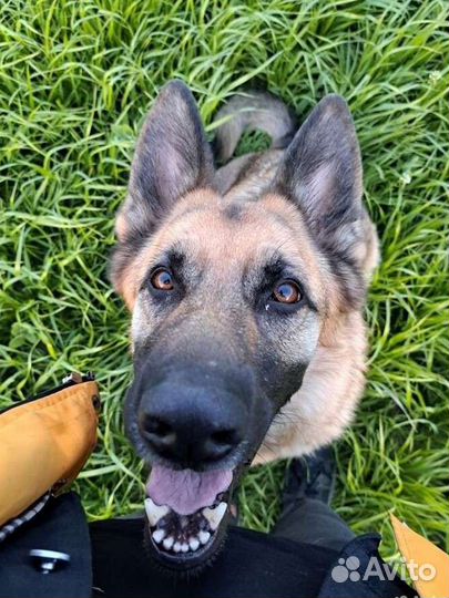 Услуги кинолога