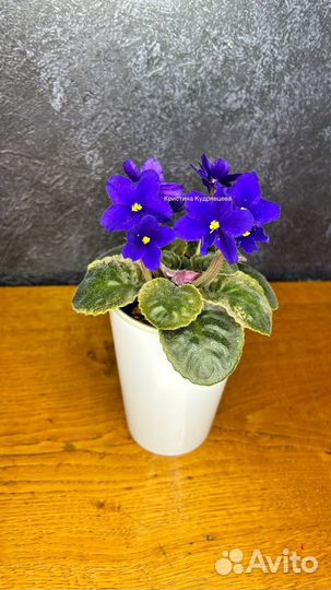 Сортовые фиалки детки
