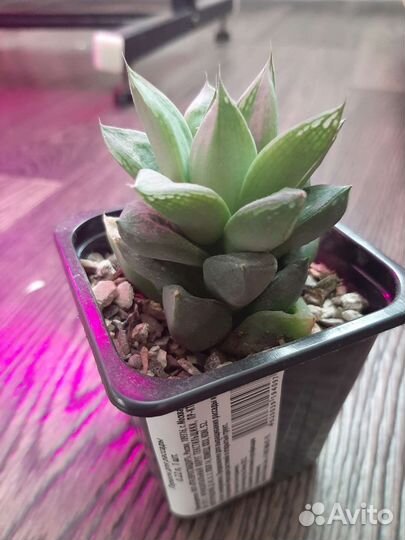 Хавортия ладьевидная