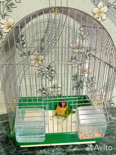 Попугай неразлучник