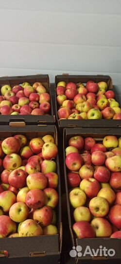 Яблоки свежие на сок сушку уксус варенье