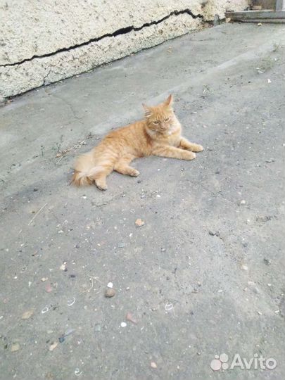 Рыжая Кошка