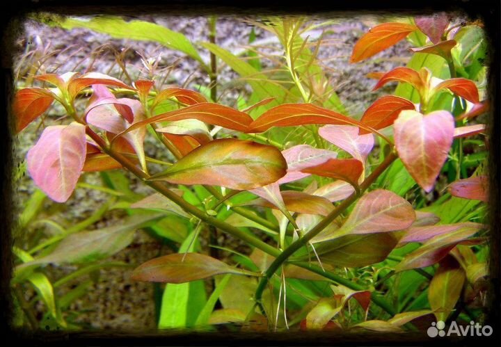 Амбулия Перистолистник Анубиас