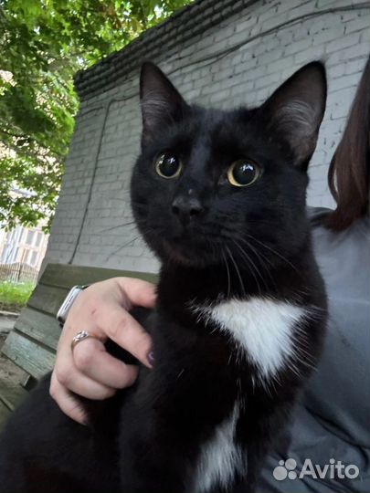 Черный котик