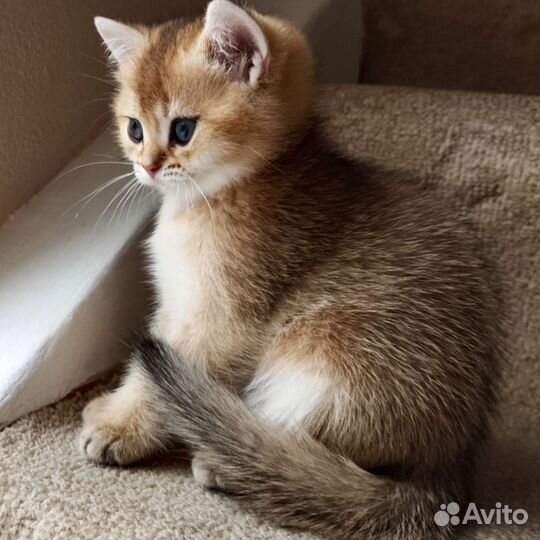 Британская кошка